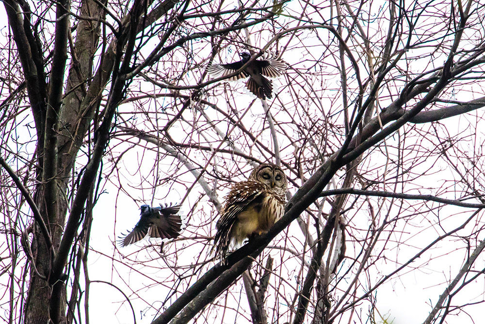 Barred owl and blue jays