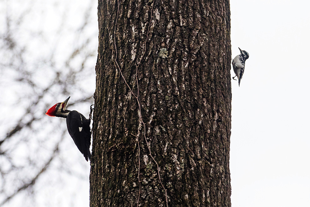 Pileated and hairy woodpeckers