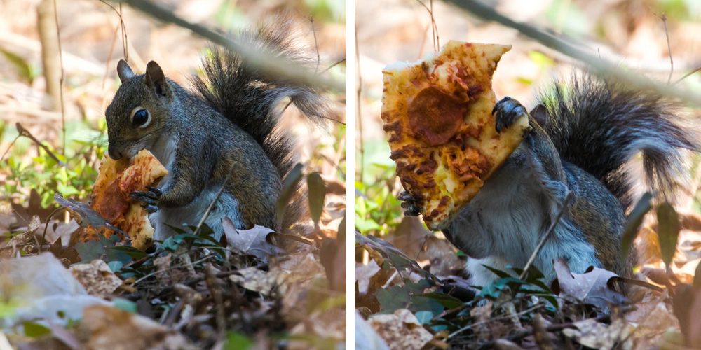 Pizza squirrel