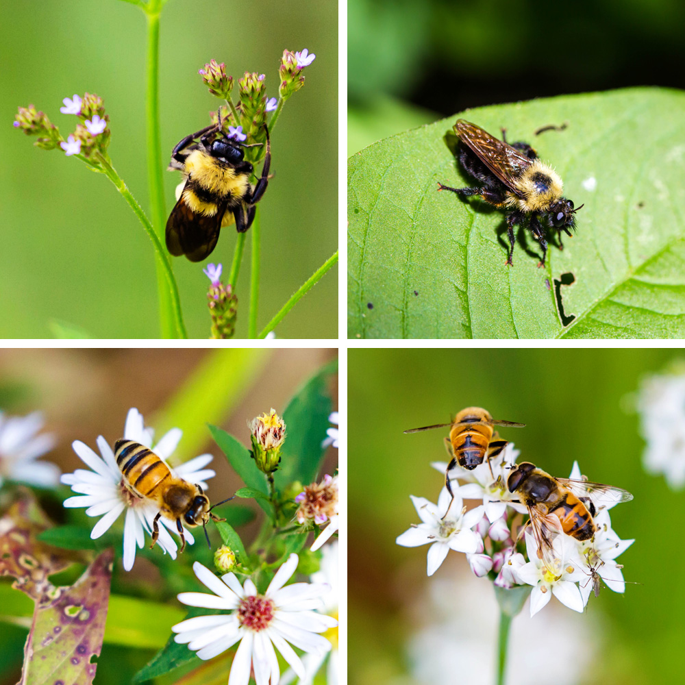 Bees and mimic flies