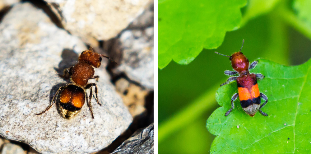 Velvet ant wasp and beetle mimic