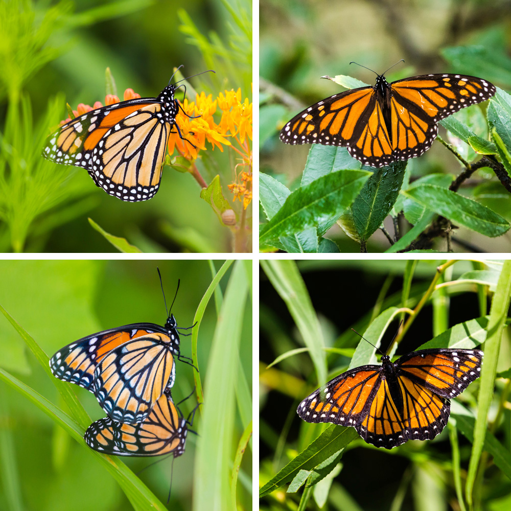Monarch and viceroy