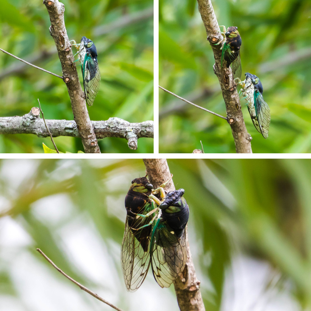 Swamp cicada mating