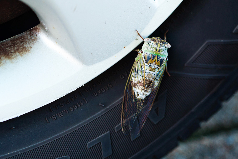 Northern dusk-singing cicada