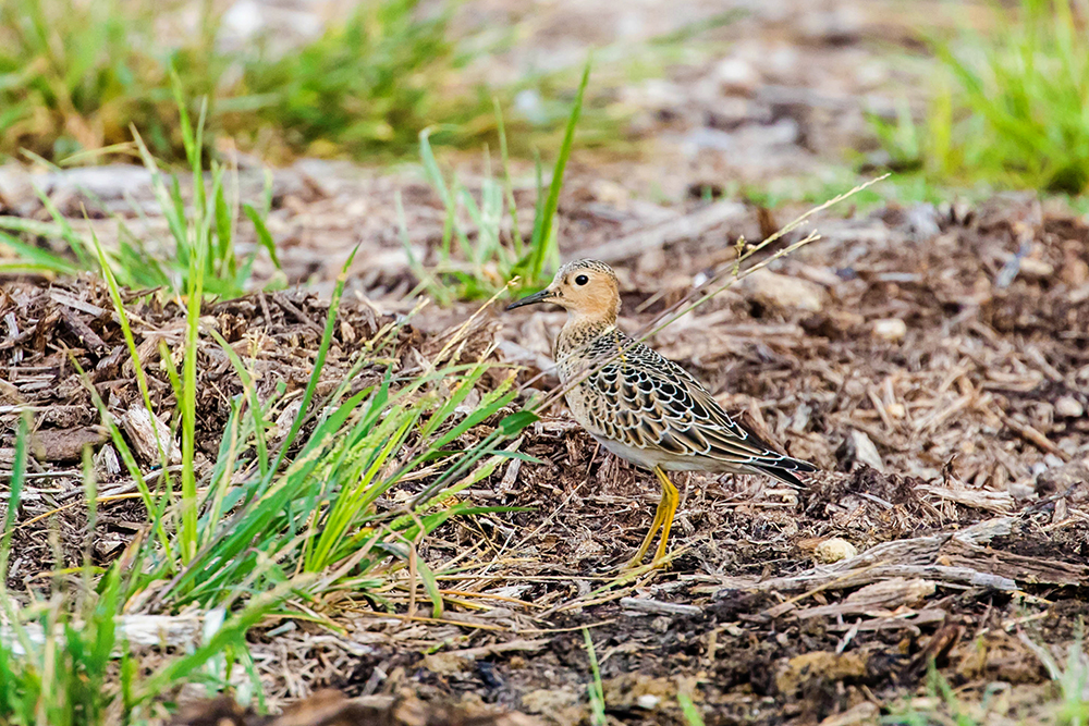 Buff-breasted sandpiper in Tennessee