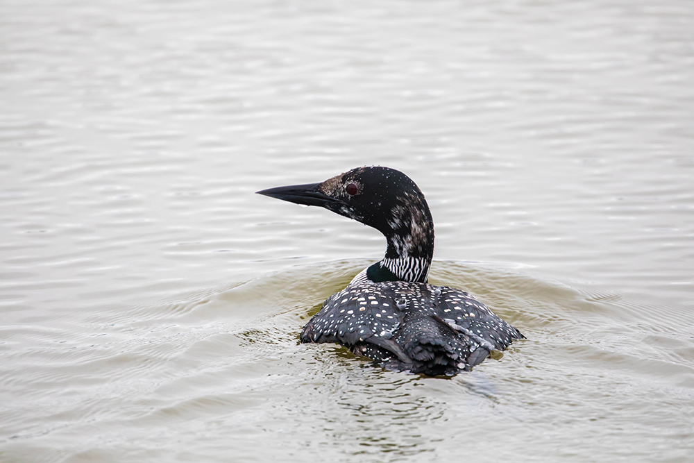 Common loon in Tennessee