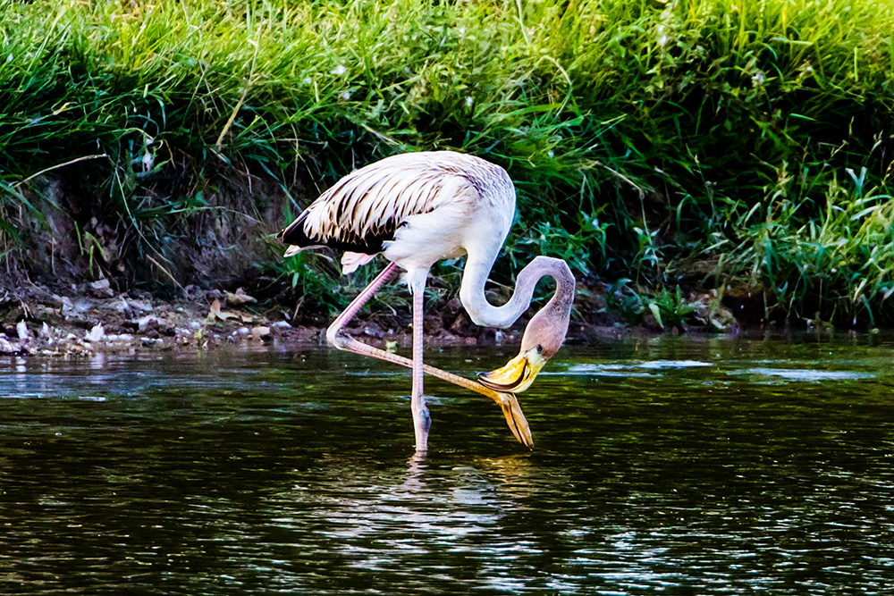 American flamingo in Tennessee