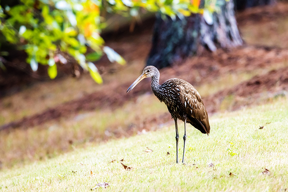 Limpkin in Tennessee