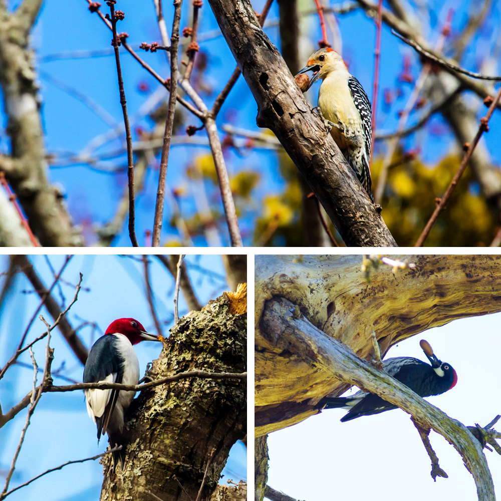 Woodpeckers and acorns