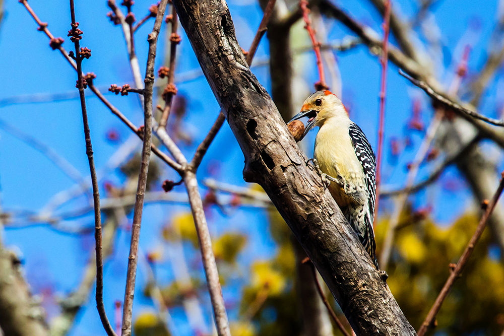 Red-bellied woodpecker with acorn
