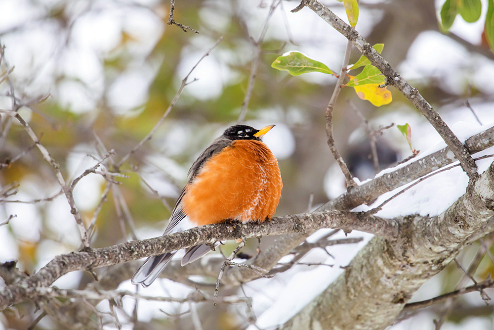 American robin with fluffed-up feathers