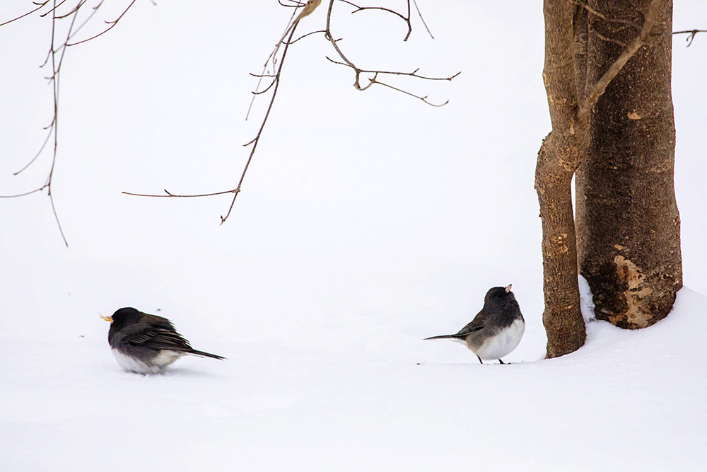 Dark-eyed juncos in snow