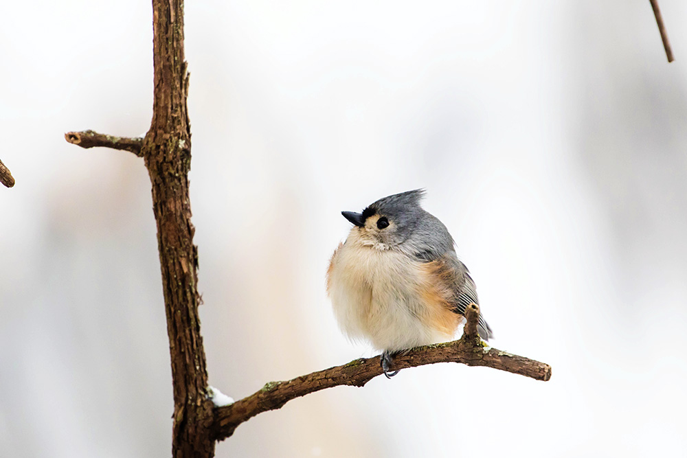 Tufted titmouse profile view