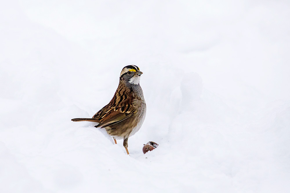 White-throated sparrow in snow