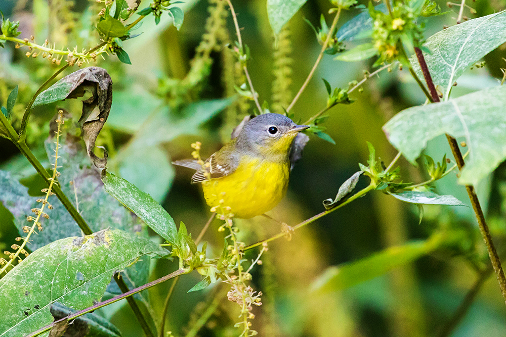 Magnolia warbler