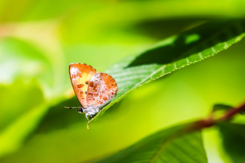 A bright orange butterfly with reddish and white spots perches on the end of a bright green leaf