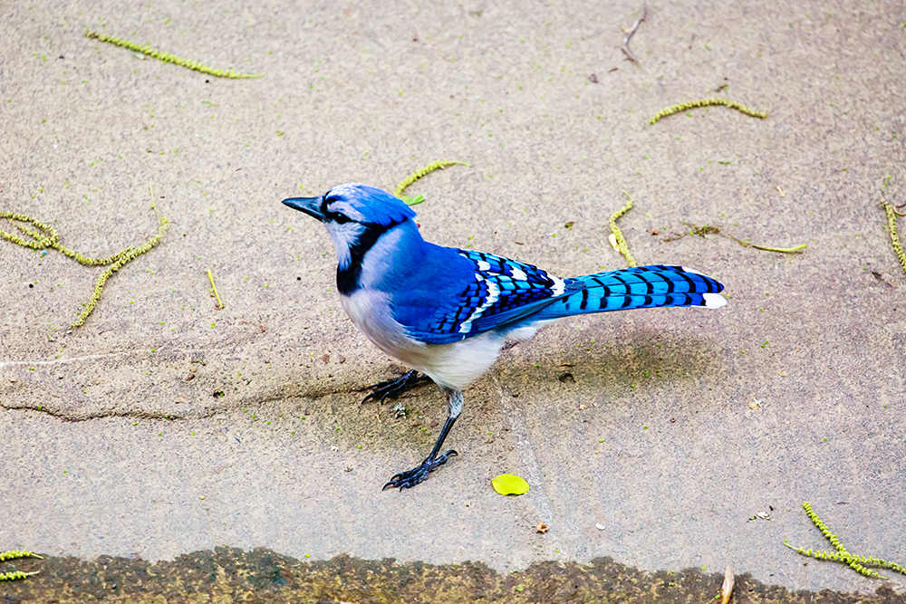 Blue jay, Overton Park