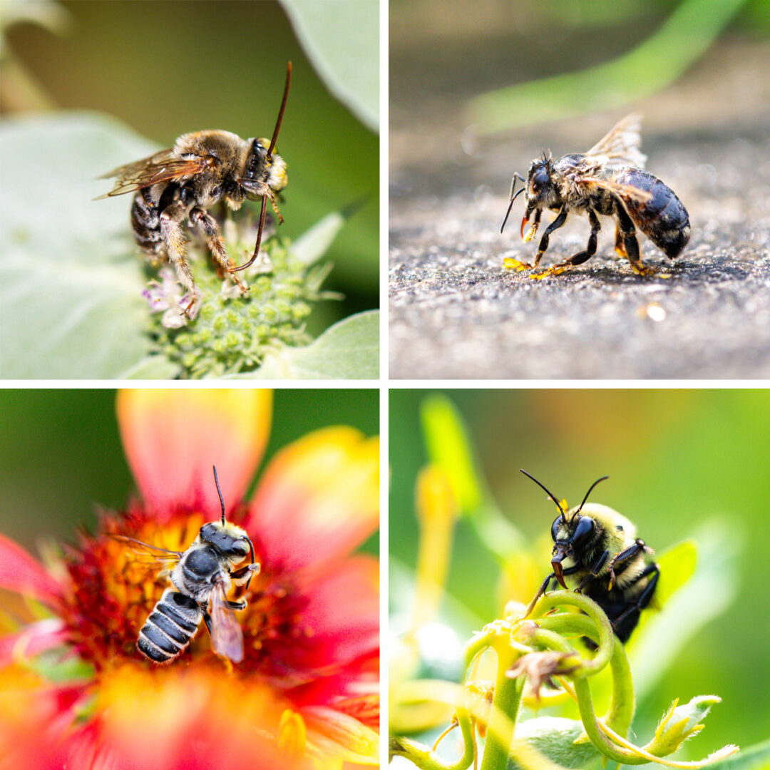 Four bees cleaning their antennae and tongues
