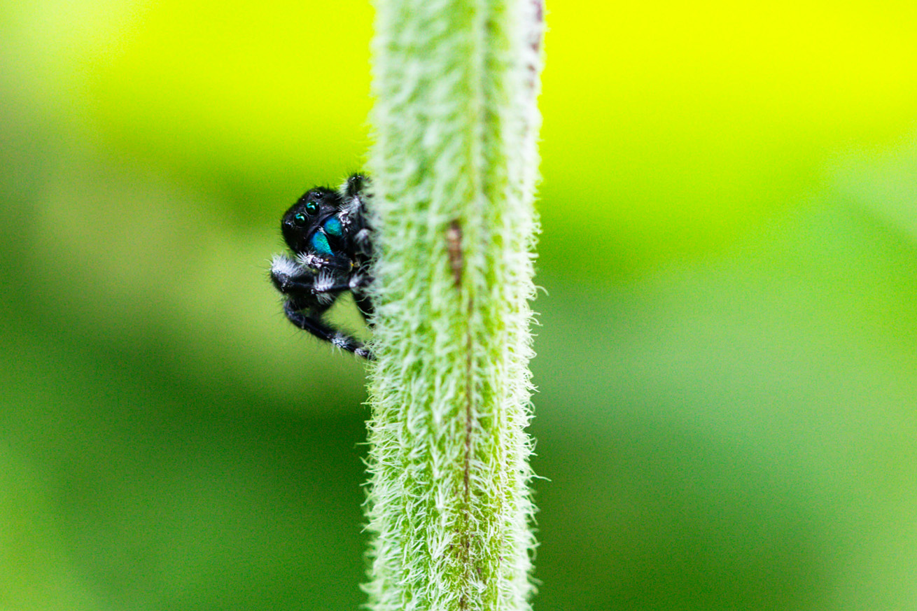 Black spider with neon green eyes and face peeking from behind a stem