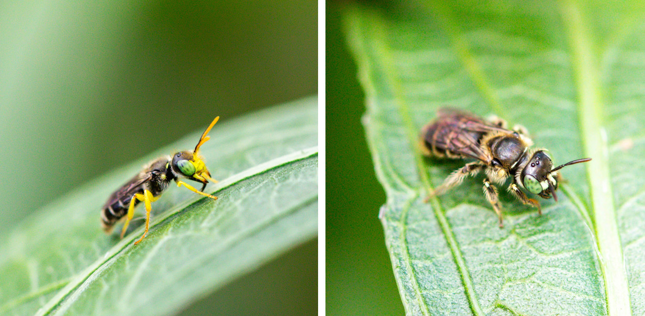 Two small bees with bright green eyes