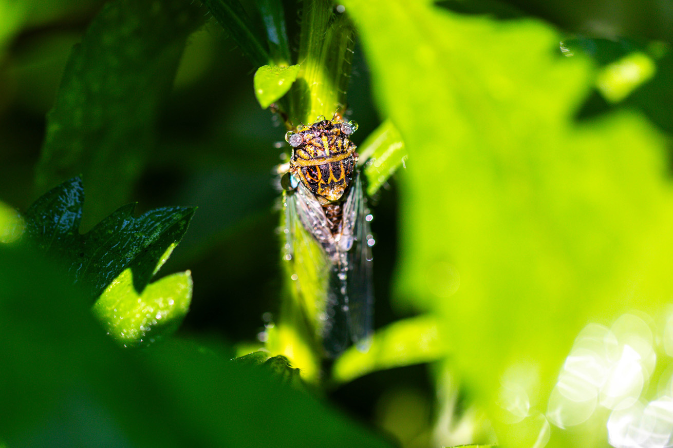 Green-winged cicada covered in water droplets