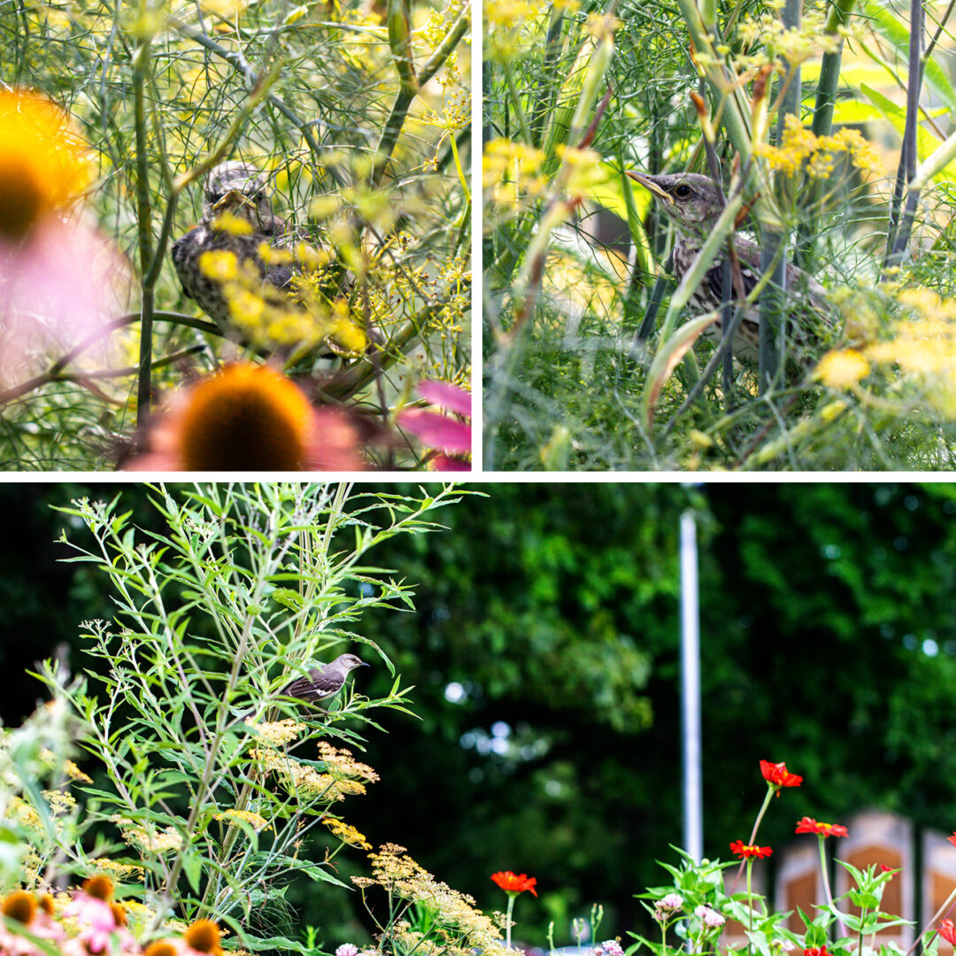 Northern mockingbird fledgling inside a bronze fennel plant, and adult perched atop a garden bed