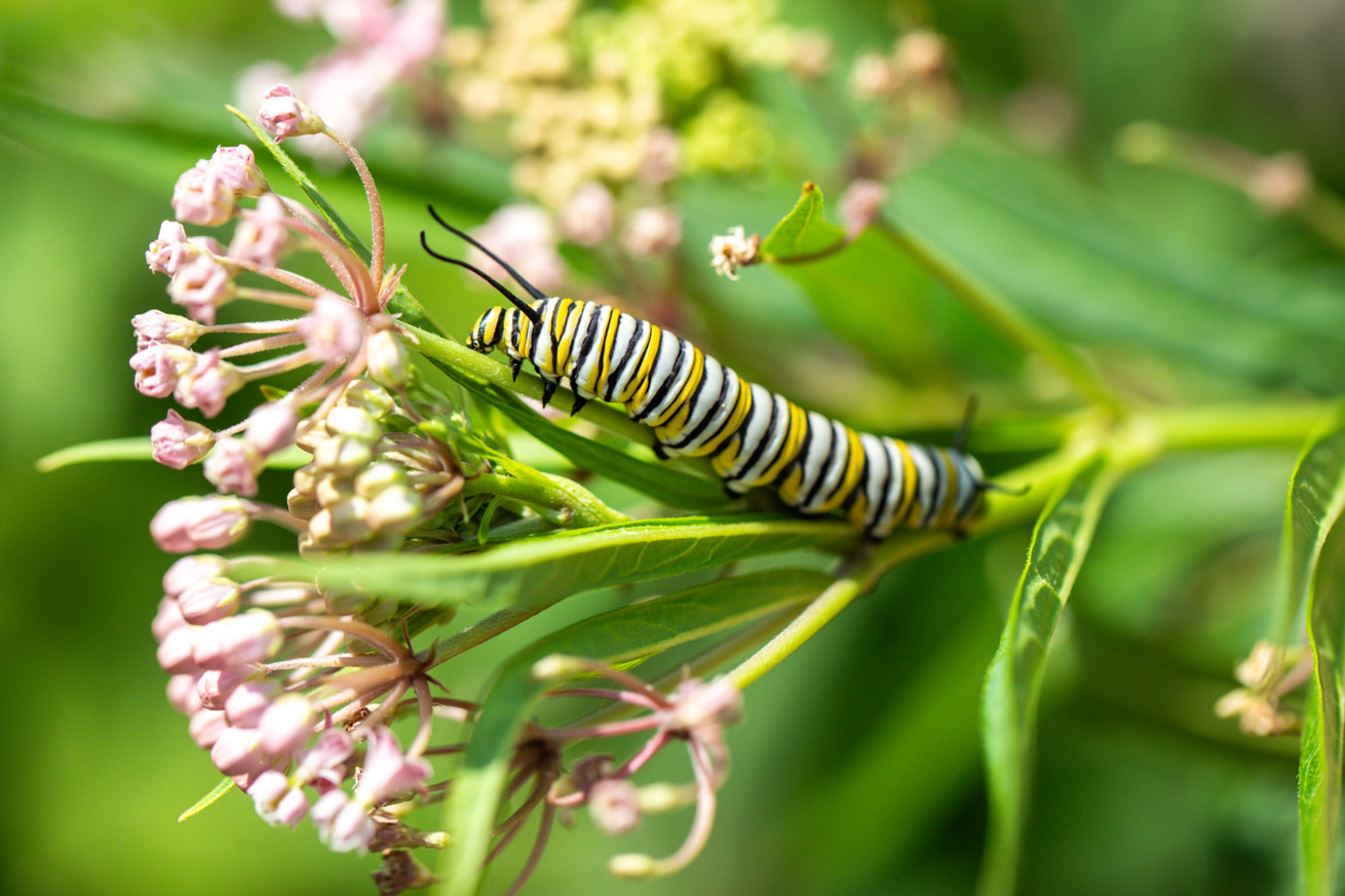 Monarch caterpillar on a stalk of milkweed