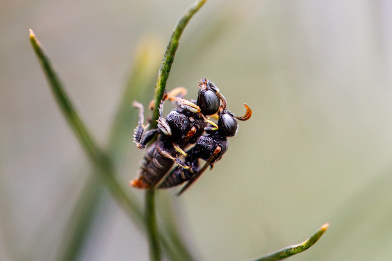 Two wasps on a stem