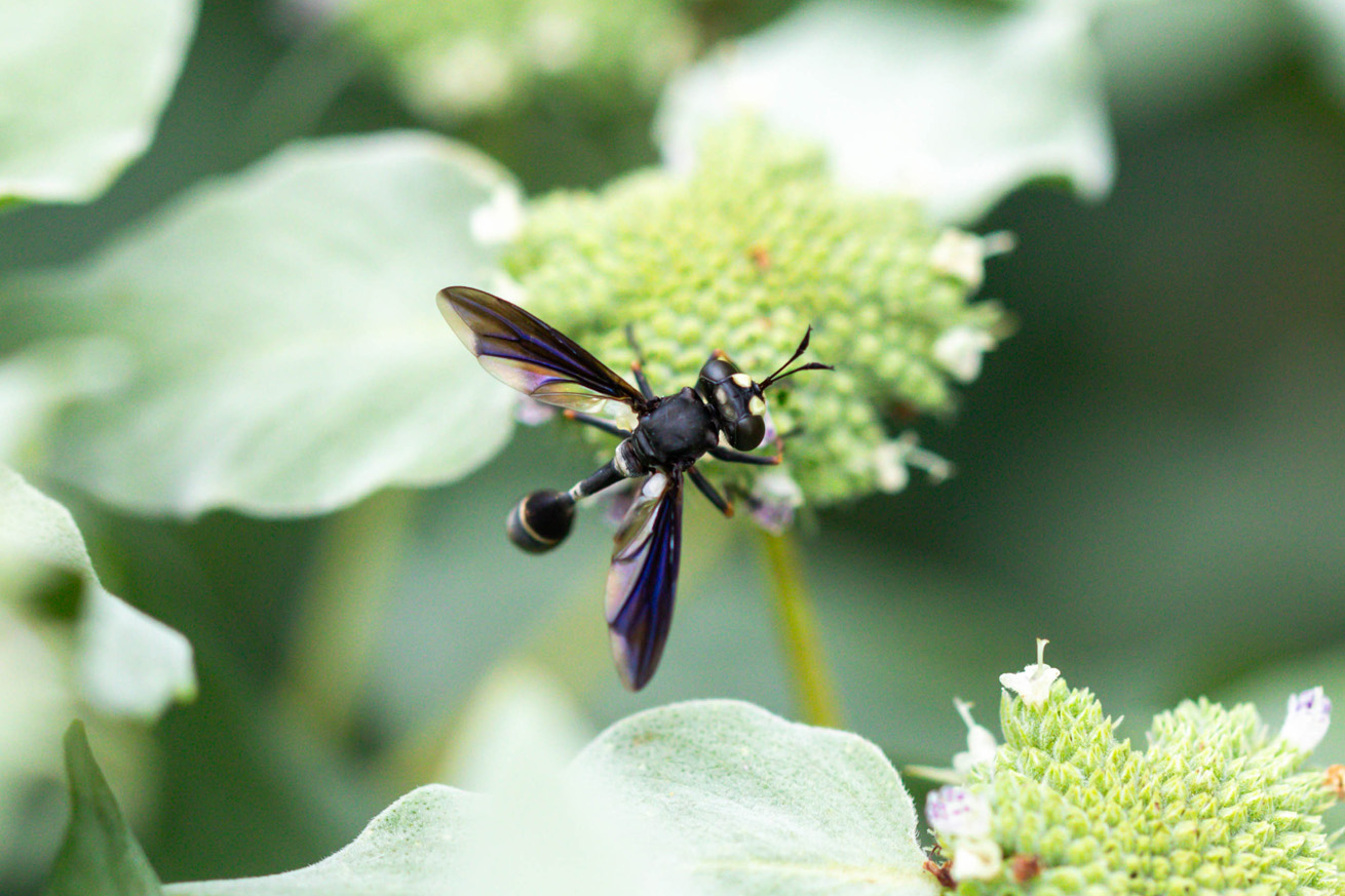 A black fly with a big head, thin waist, and sharply marked wings sits on mountain mint