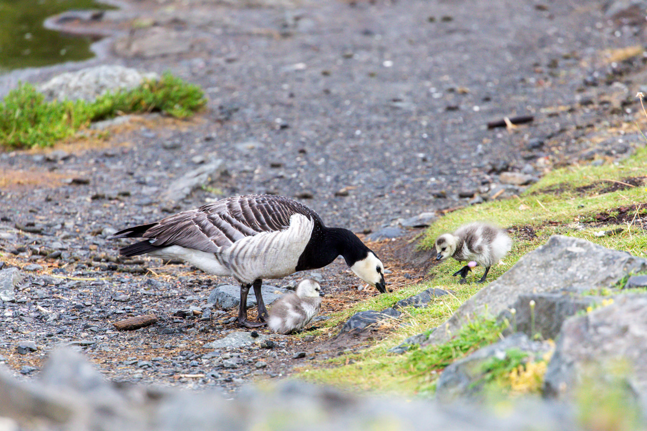A barnacle goose with two gray goslings