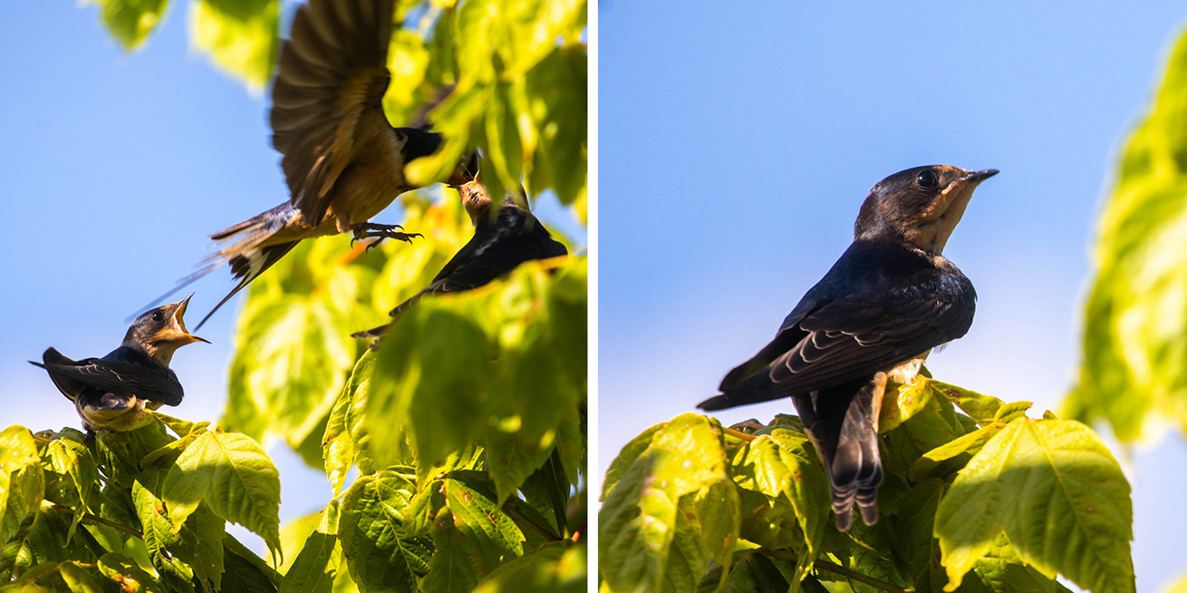 Barn swallow begging while its parent feeds another fledgling