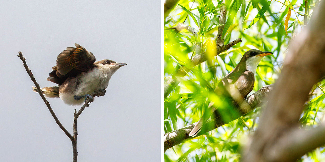 Baby and adult yellow-billed cuckoo