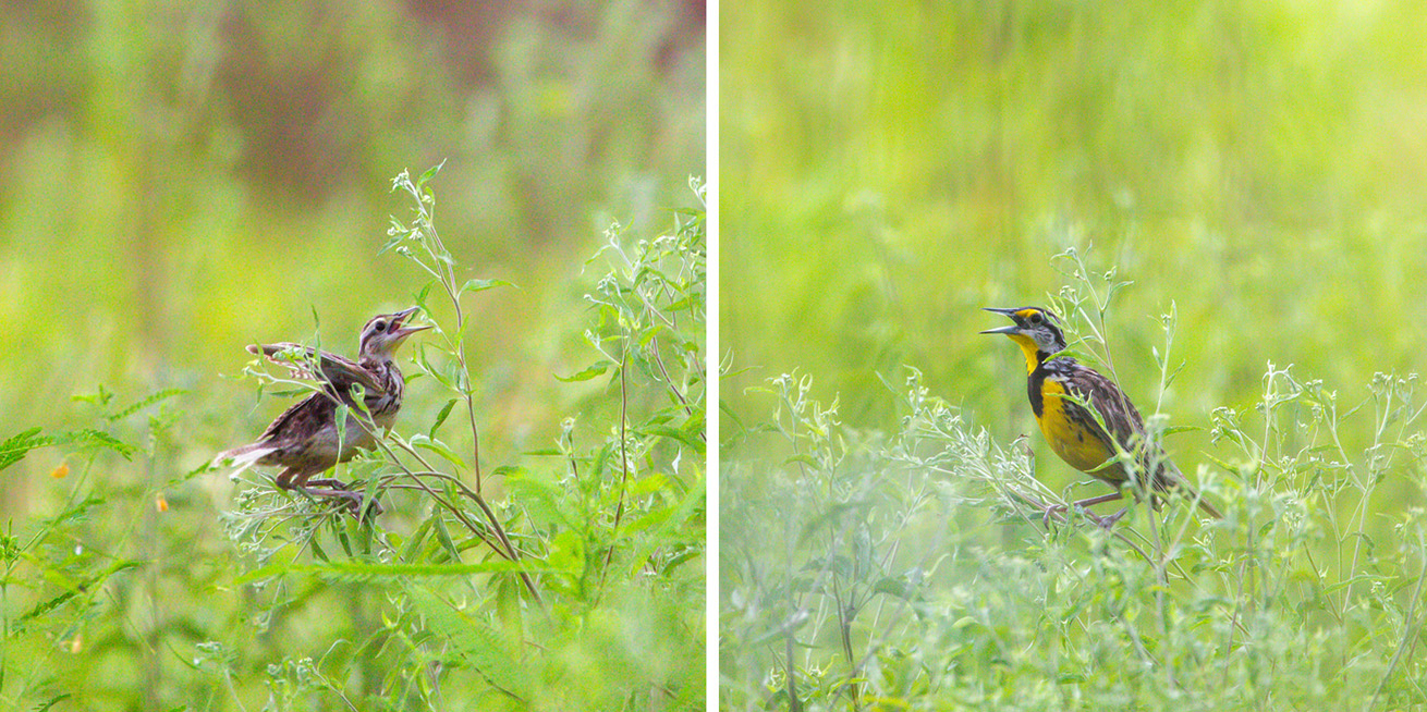 Fledgling and adult meadowlark atop some wildflower stalks