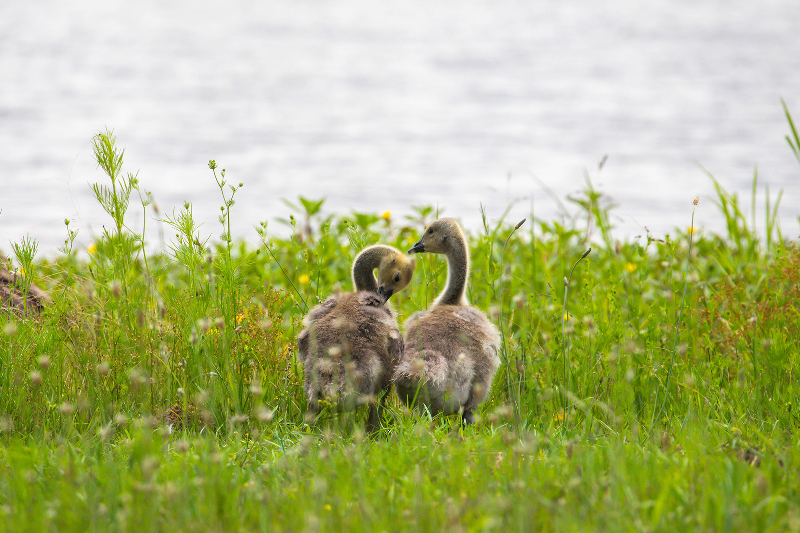 Two Canada geese sit in the grass