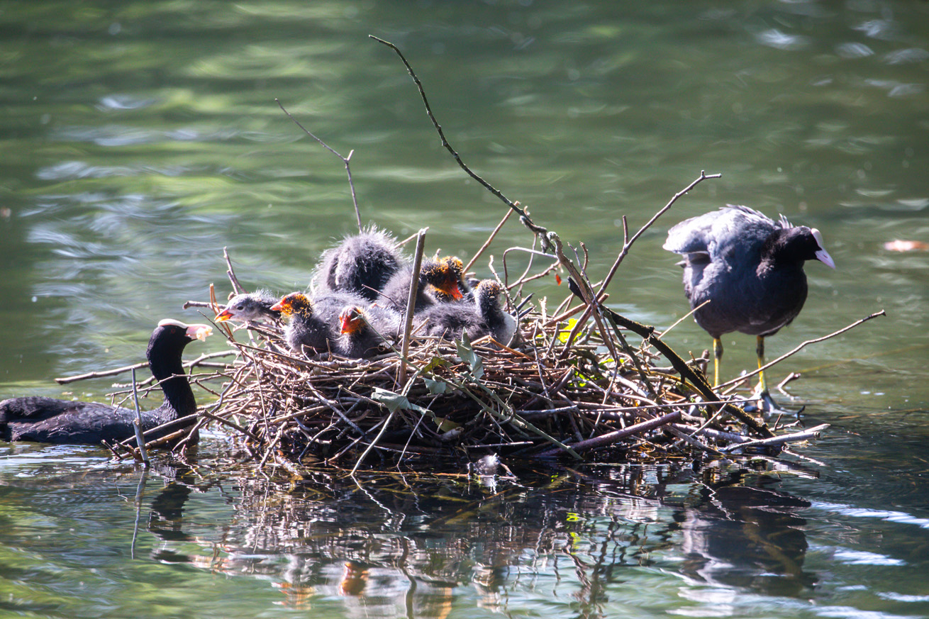 Two adult coots with chicks on a large stick nest