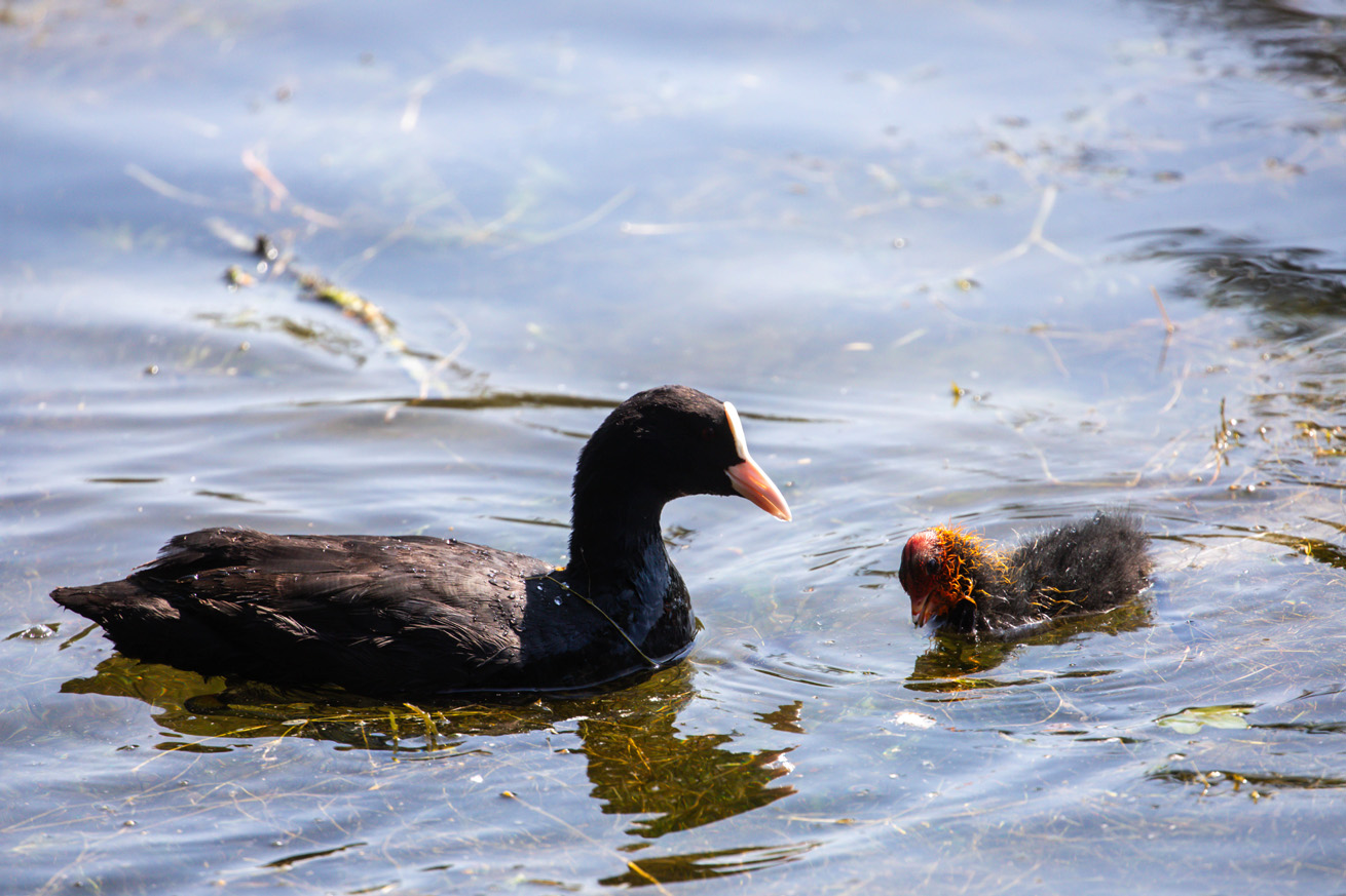 Adult coot and chick with orange head feathers