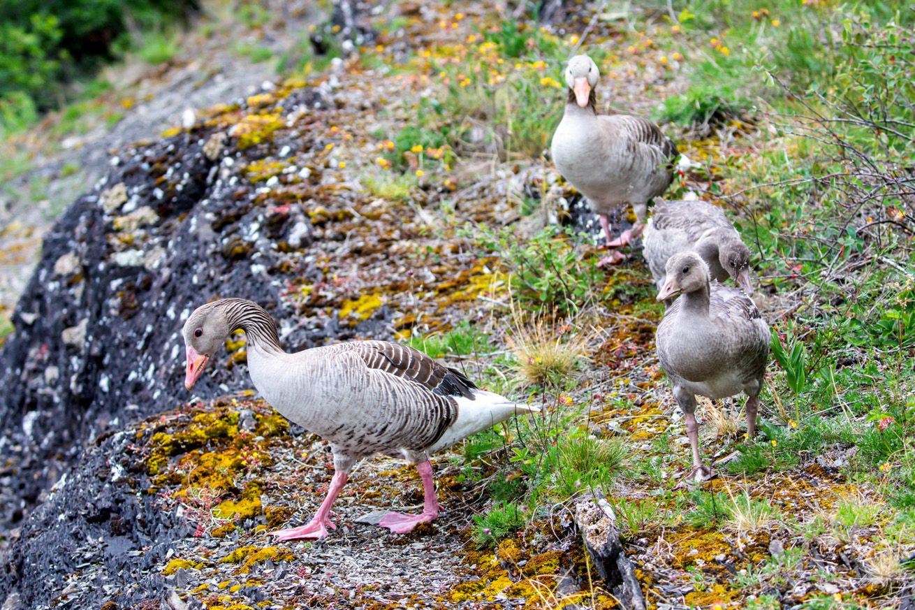 A family of four graylag geese on a rocky hillside