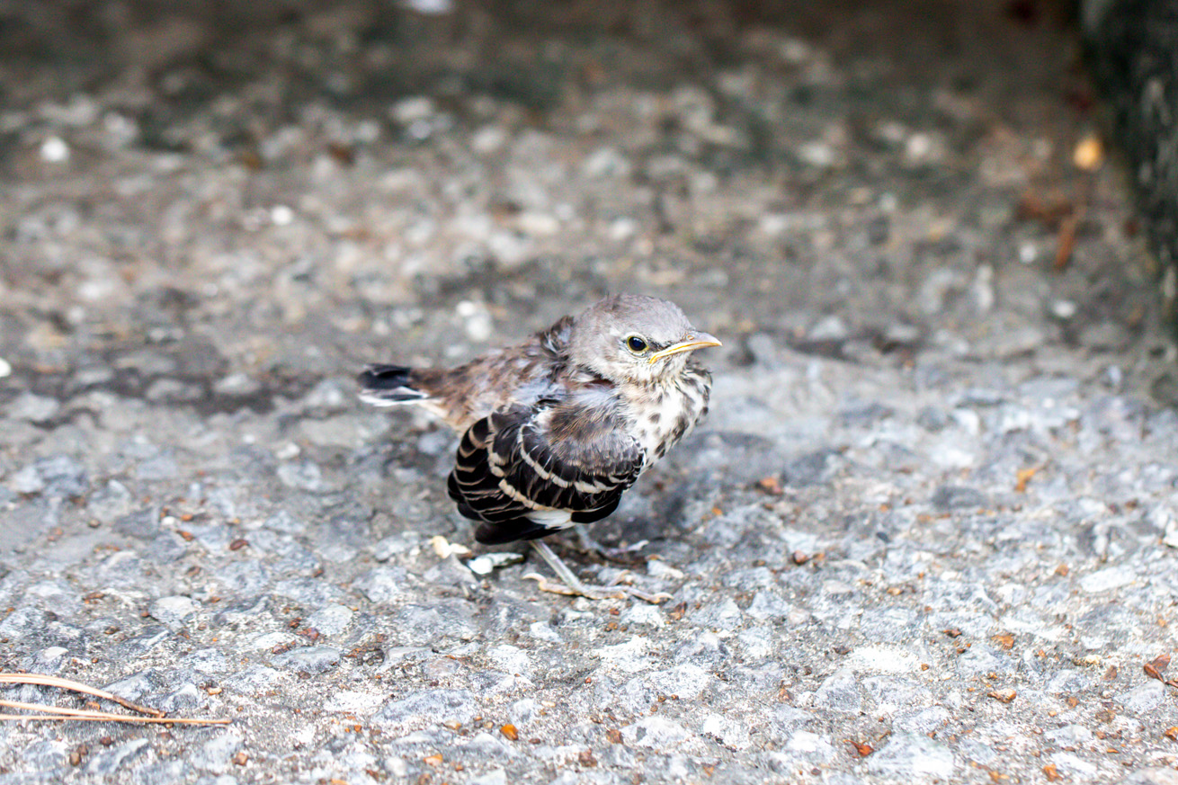 Baby mockingbird stands on a concrete path