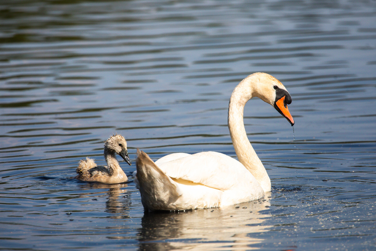 A mute swan and its cygnet