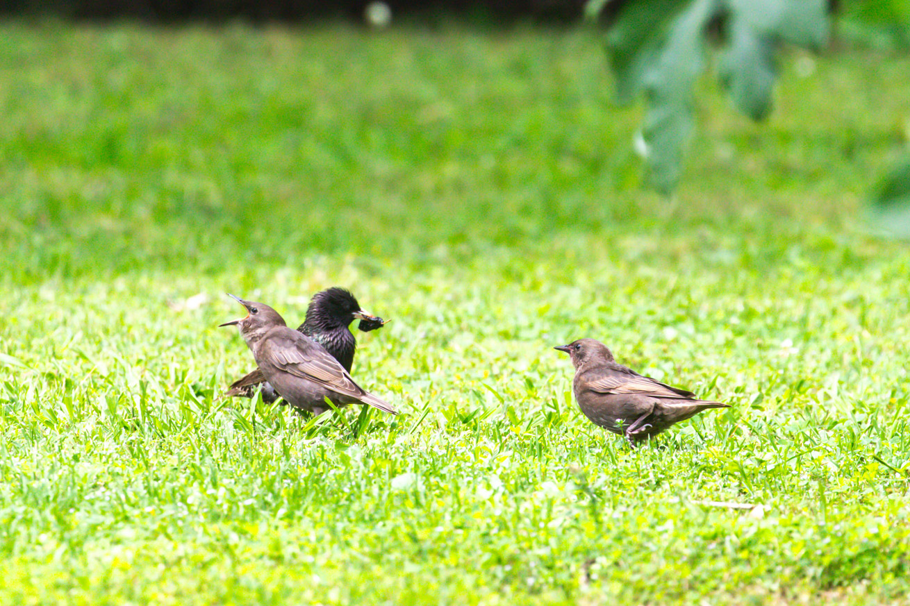 European starling with a full mouth, bypassing an open-mouthed juvenile for a closed-mouth one
