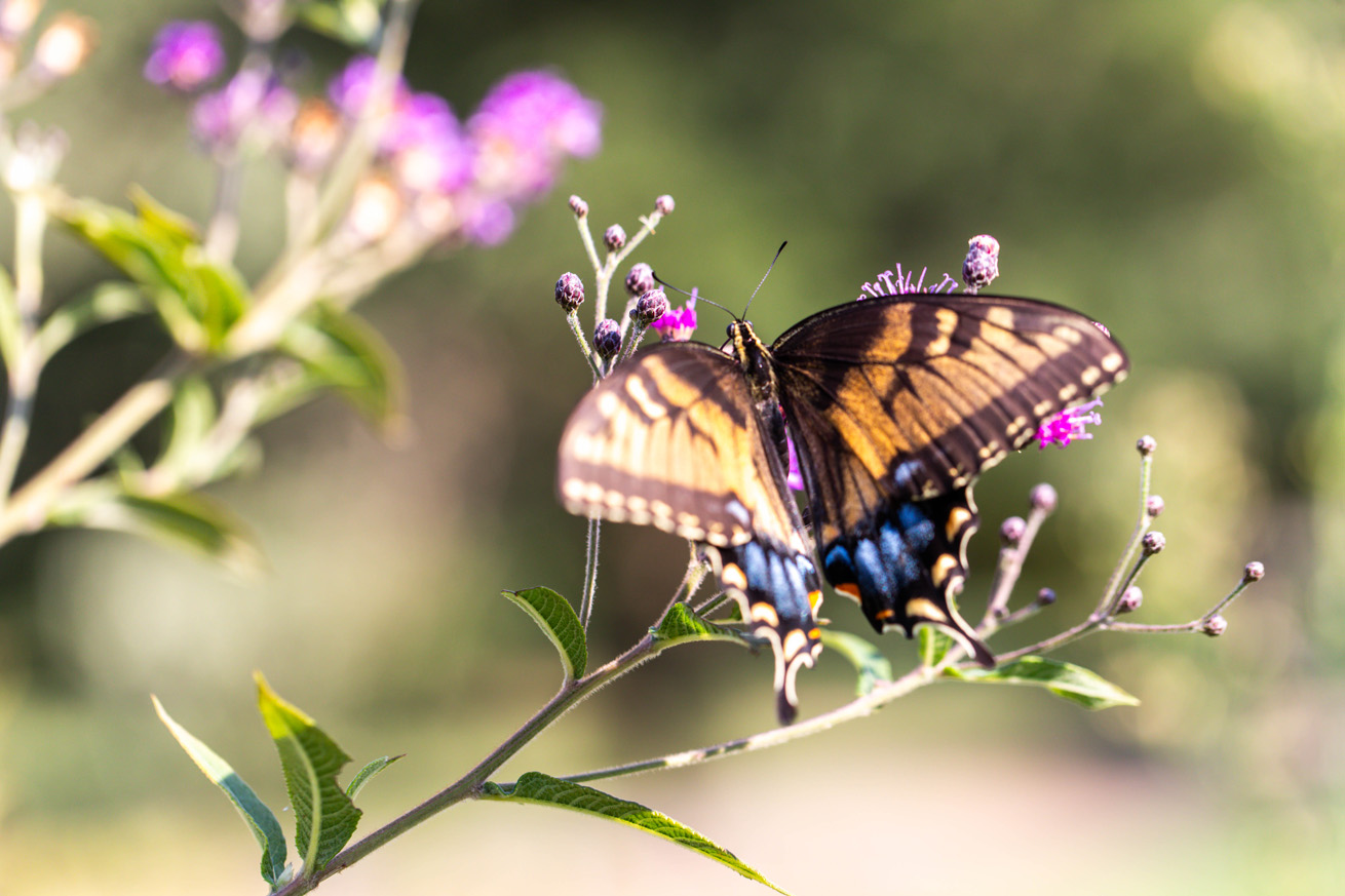 Open-winged intermediate morph swallowtail