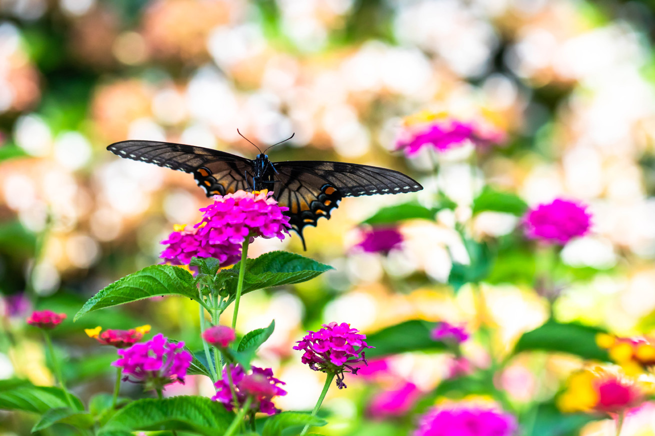 Forward-facing swallowtail on lantana