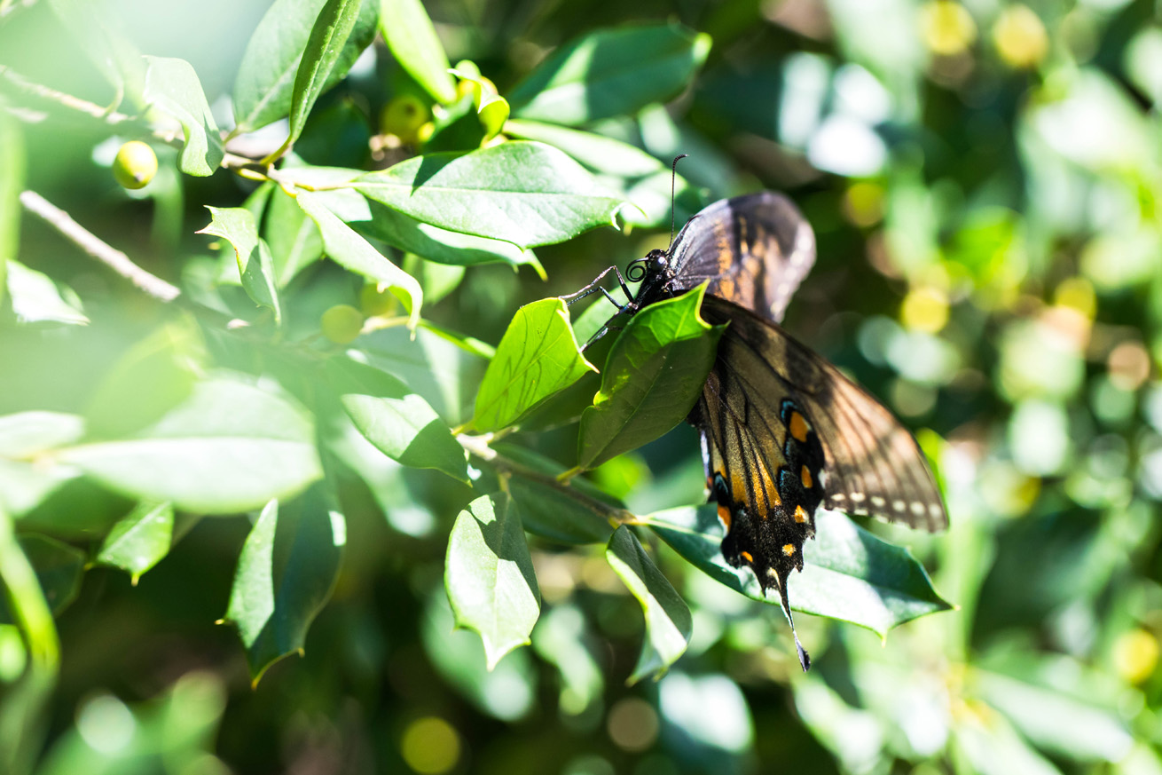 Dark intermediate morph, side view