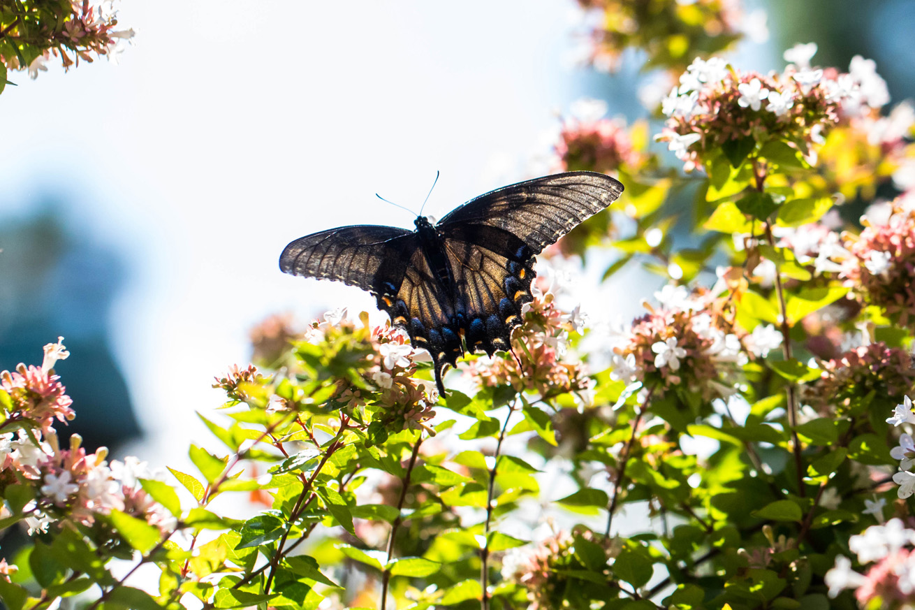 Dark butterfly flying above an abelia bush