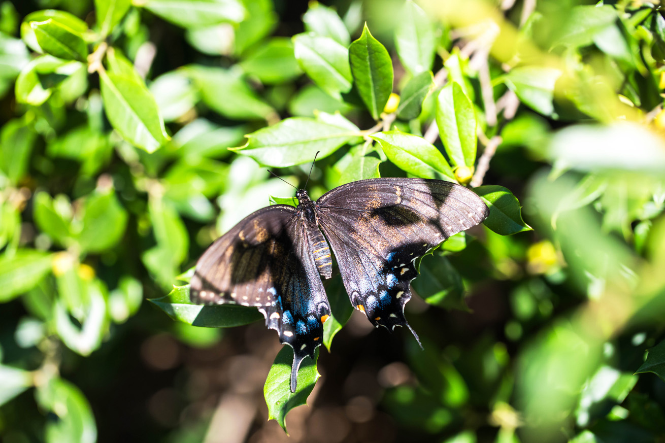 Dark intermediate morph, open-winged