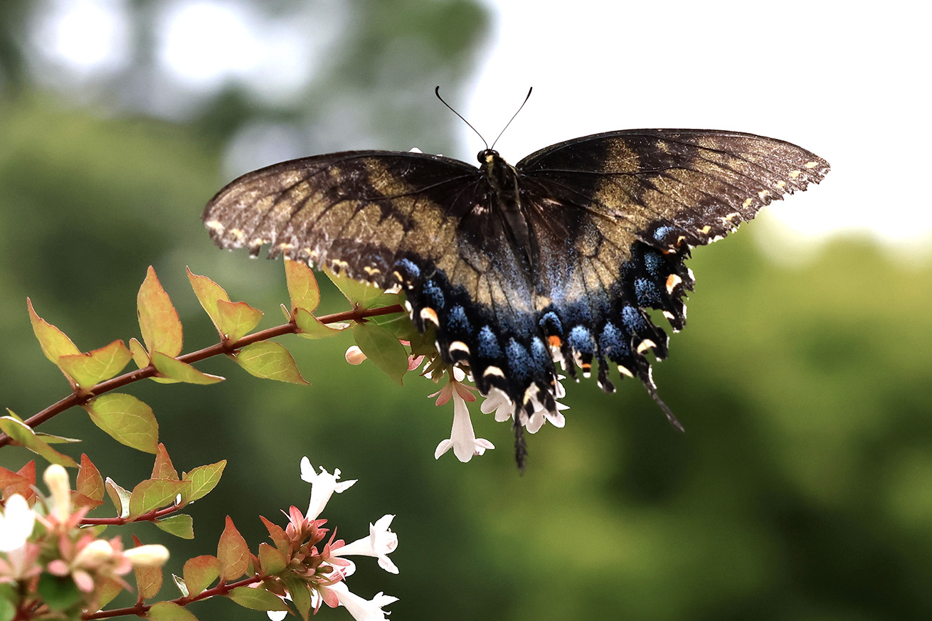 Open-winged intermediate morph