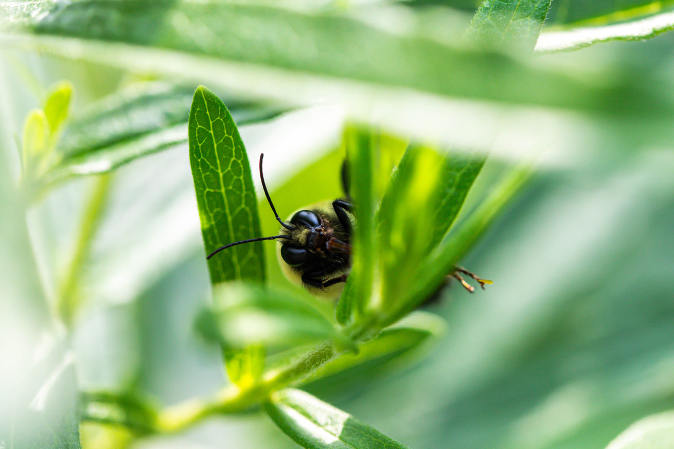 Brown Belted Bumble Bee