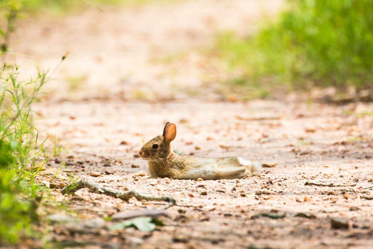 Eastern Cottontail