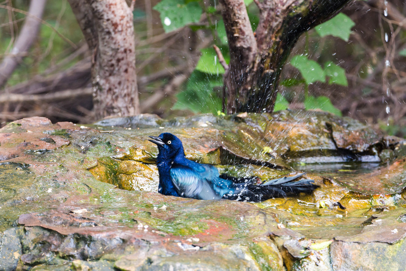 Great Tailed Grackle