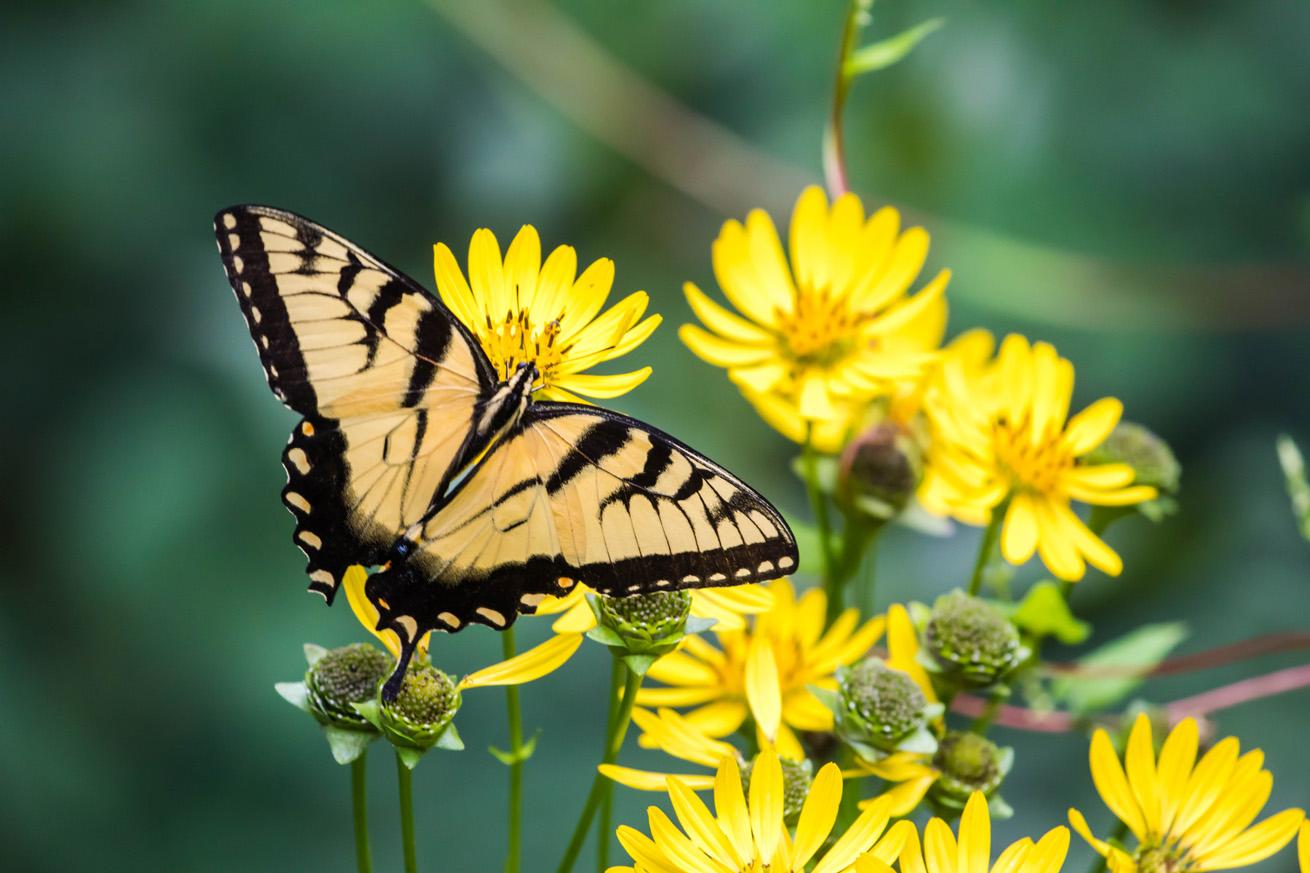 Male tiger swallowtail with wings open on a yellow flower